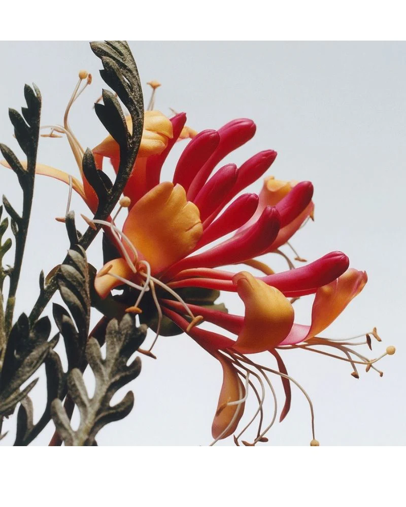 Honeysuckle &amp; Davana Cologne 30ml/1floz - Image 2