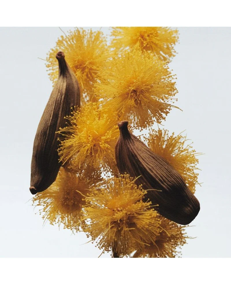 Mimosa + Cardamon Cologne 30ml - Image 2