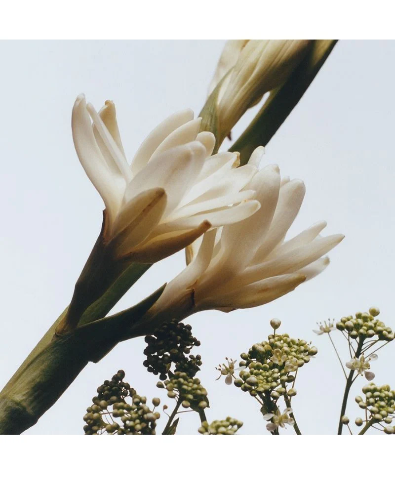 Tuberose Angelica Cologne Intense 50ml - Image 2